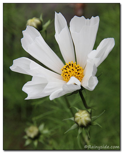 Cosmos White Seashell Flower