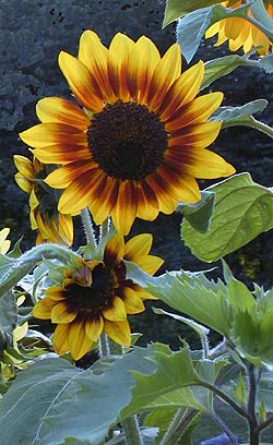 Gloriosa sunflower