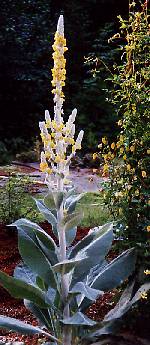 Verbascum in all its glory