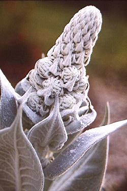 Giant Silver Mullein