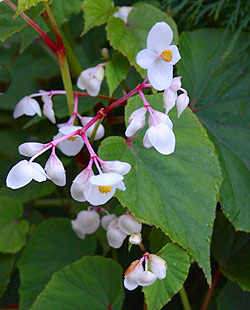Begonia grandis ©2005