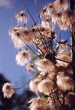The silky seed heads of Clematis tangutica