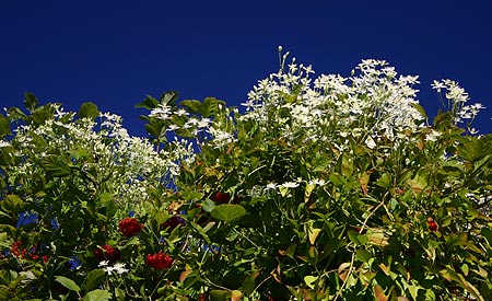 Sweet Autumn Clematis