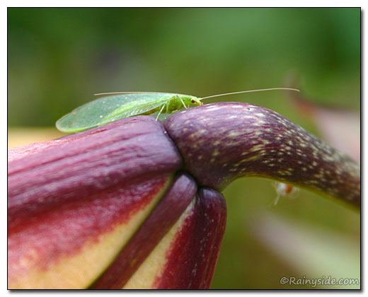 Green Lacewing on  a Lily Flower.