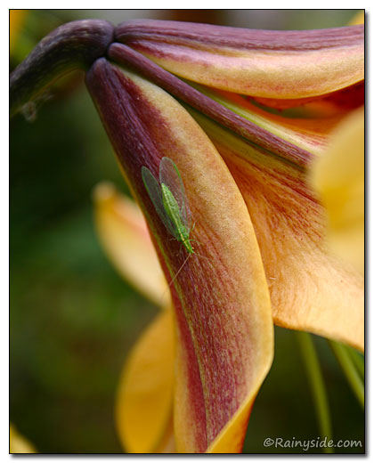Green Lacewing on  a Lily Flower.