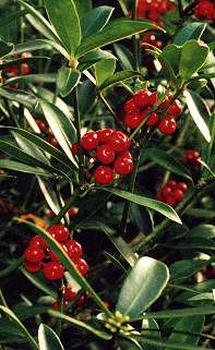 Skimmia japonica berries