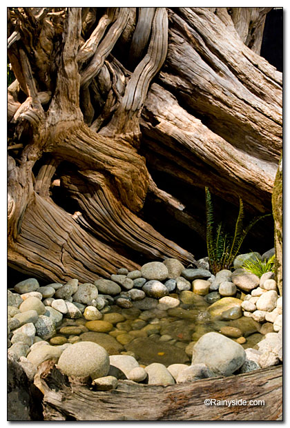 roots and water
