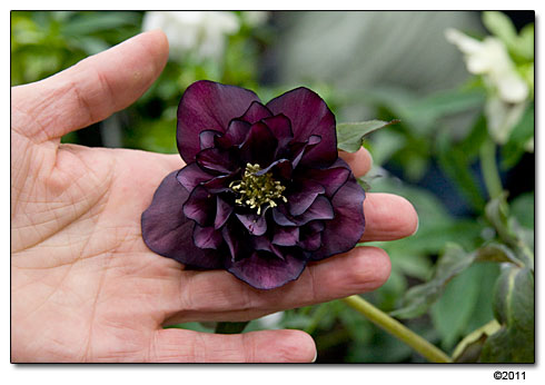 Helleborus 'Onyx Odyssey'