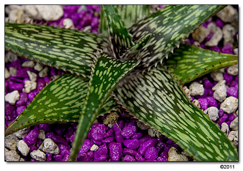 Aloe