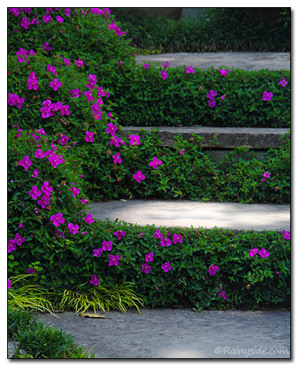 Flowering stairs