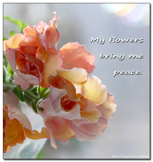 Flower Peace Quote