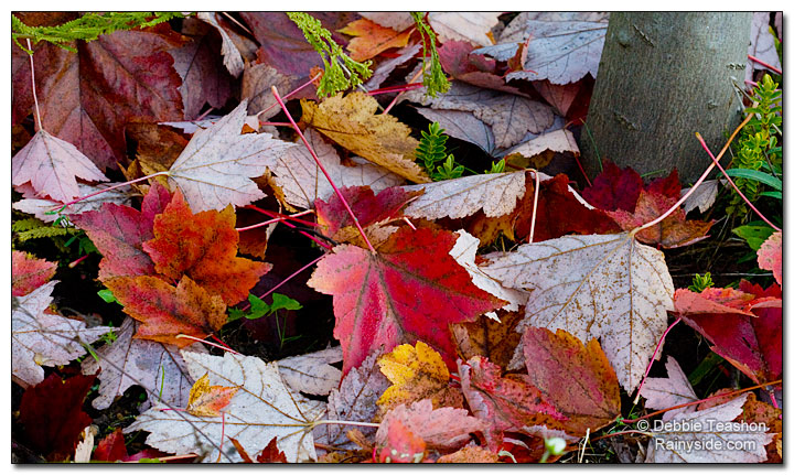 Fallen maple leaves