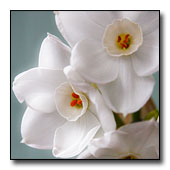 Narcissus 'Ziva' flower
