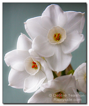 Narcissus 'Ziva' flower