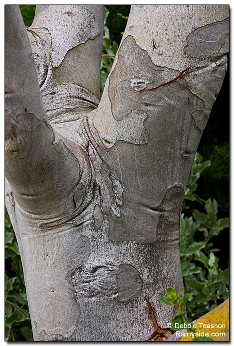 Eucalyptus pauciflora ssp debeuzevillei