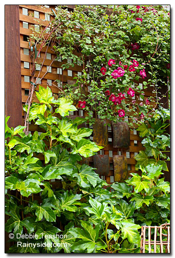 Trellis with Clematis and Fatshedera