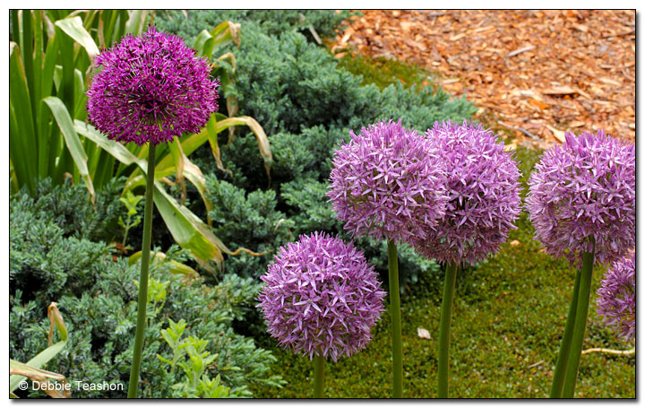 Allium 'Globemaster' Allium 'Globemaster'