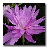 Colchicum 'Water Lily'