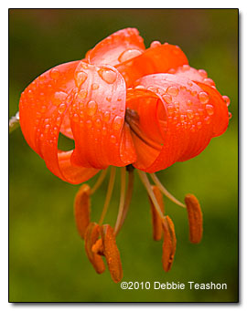 coral lily