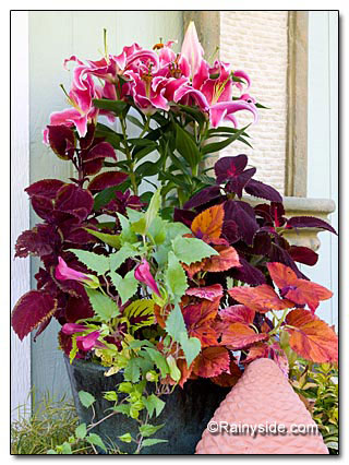 Lily and Coleus Combo