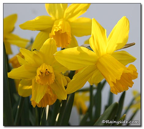 Narcissus cyclamineus 'February Gold' - CYCLAMINEUS DAFFODIL