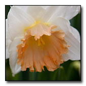 Narcissus 'Mon Cherie'