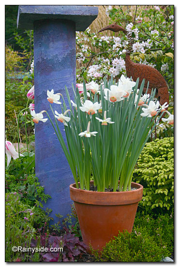 Daffodils in the garden.
