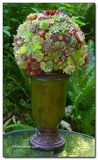Succulent globe on a vase