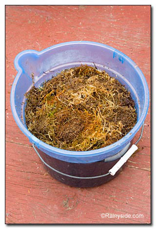 bucket of moss