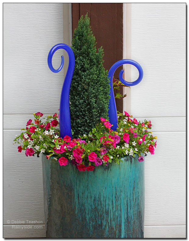 Blue container with Chamaecyparis 'Ellwood's Pillar'