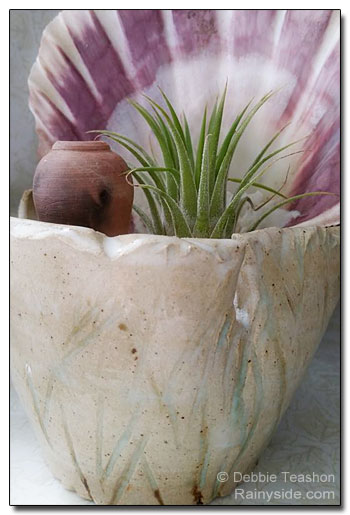 Ceramic pot and Tillandsia