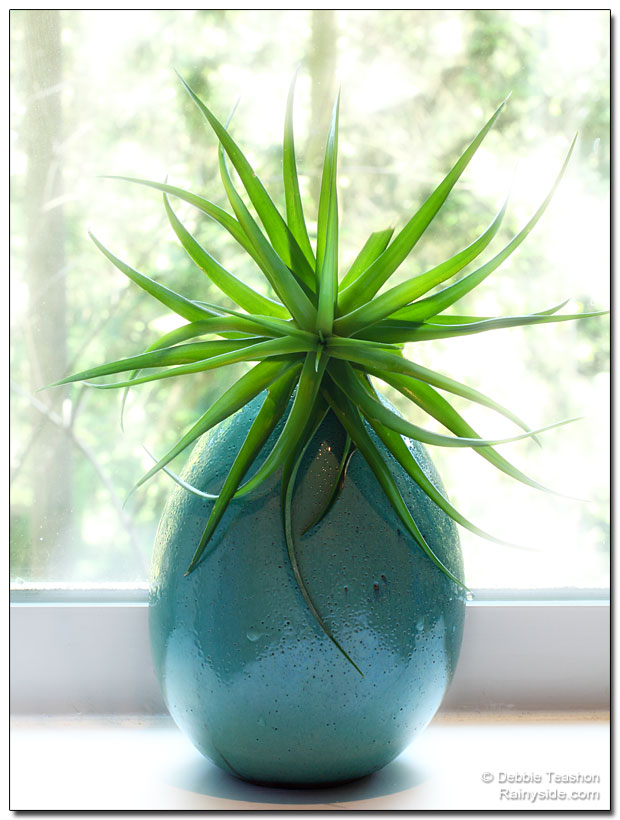 Tillandsia and green pottery vase
