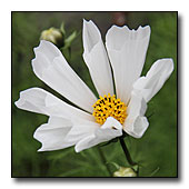 Cosmos White Seashell Flower