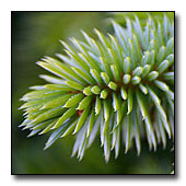 conifer needles