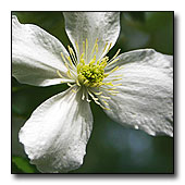 Plant of the Week Image