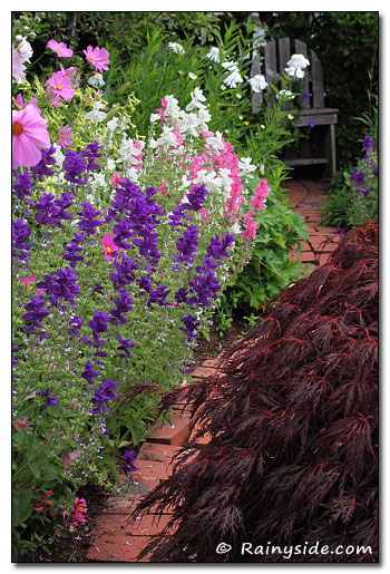 Salvia viridis bordering a garden path.