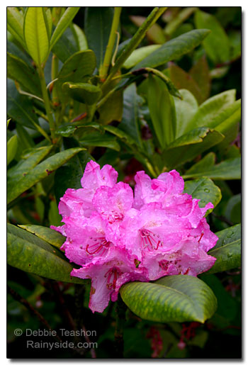 Pacific rhododendron