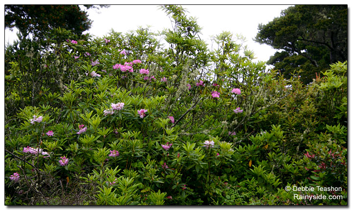 Rhododendron thicket
