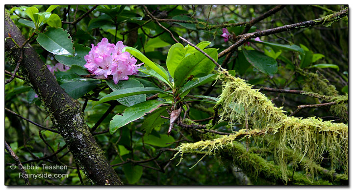 Rhododendron  macrophyllum flower