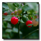 Vaccinium parvifolium berries
