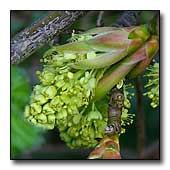 Acer macrophyllum flower