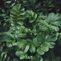 Pacific silverweed