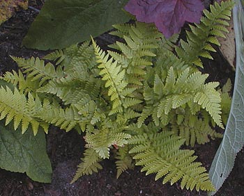 Young male fern