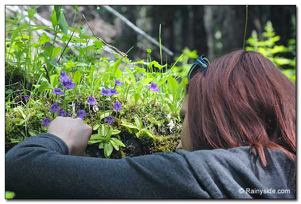 Stephanie Smith checks out butterworts growing on a rock.