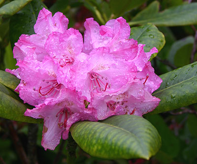 Coast rhododendron