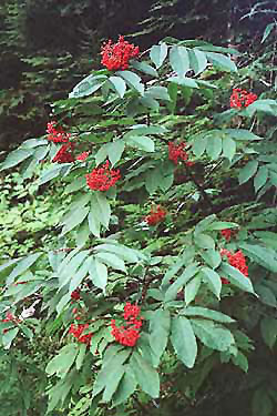 Red elderberry
