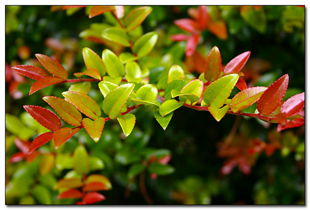 Spring leaf color.