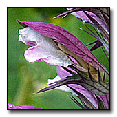 Acanthus flower