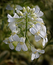 Arabis flower