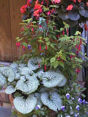 Brunnera 'Jack Frost' contained  with pansies and a fuchsia. ©2004